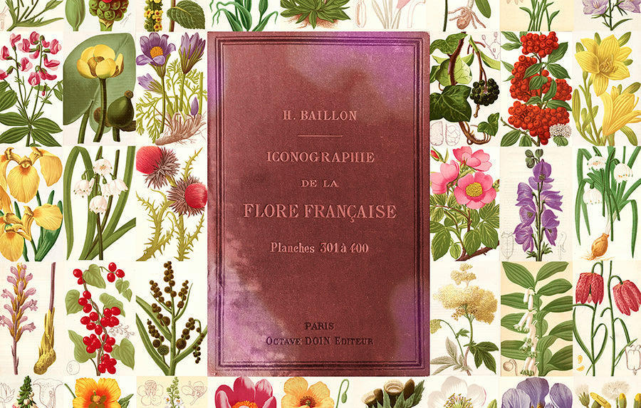 Suzi Roher Lily, Flore Francaise Scarf available at Barbara Katz